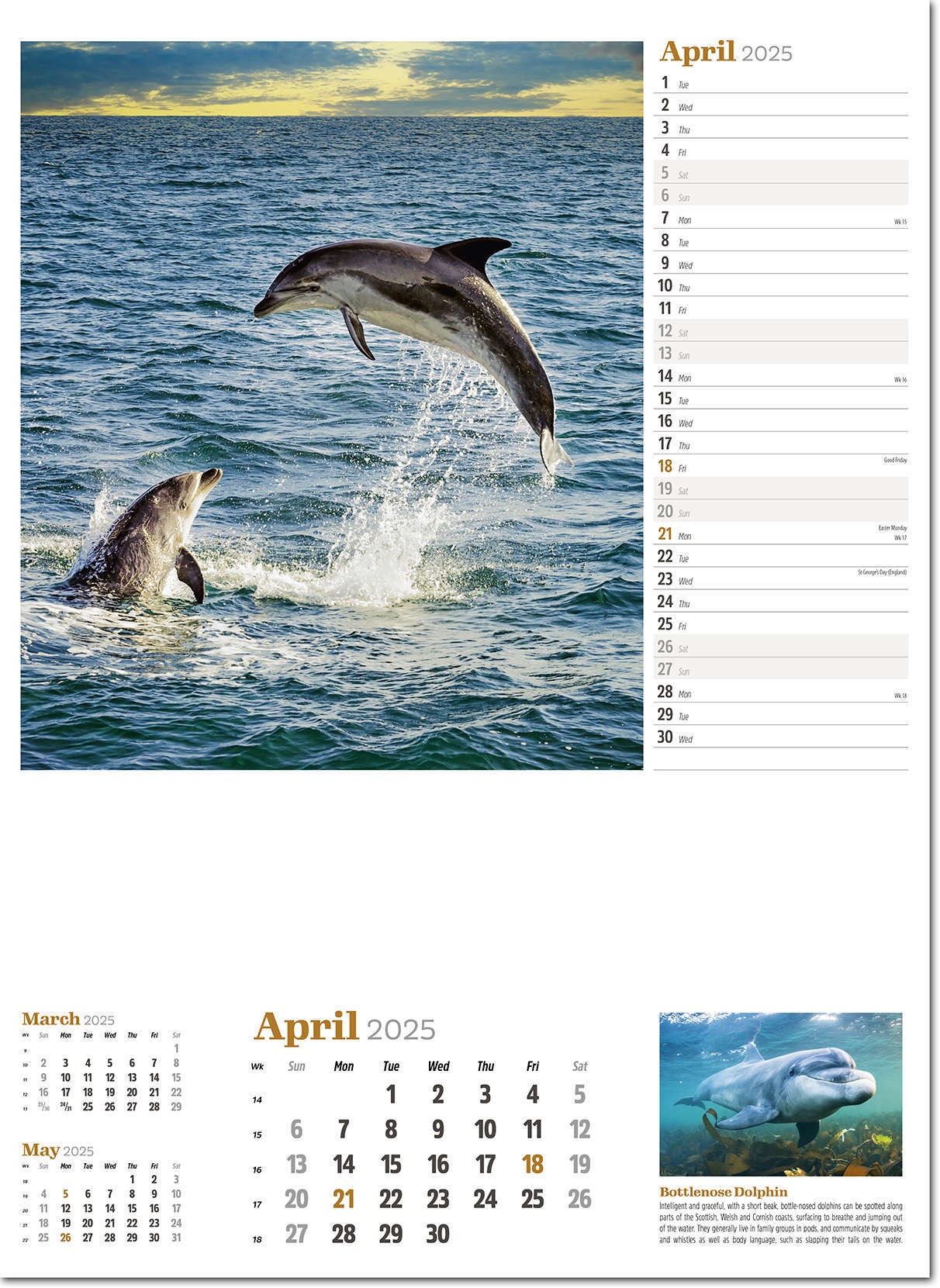 Wildlife in Britain Wall Calendar