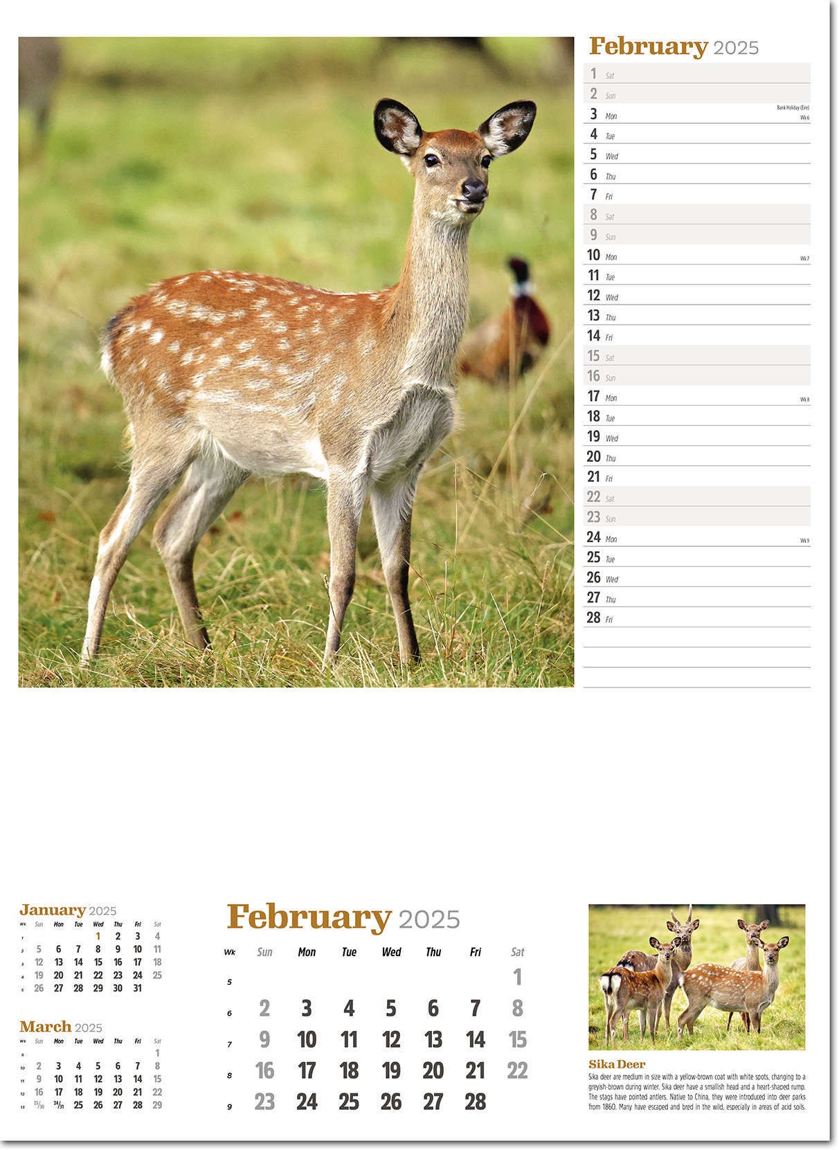 Wildlife in Britain Wall Calendar