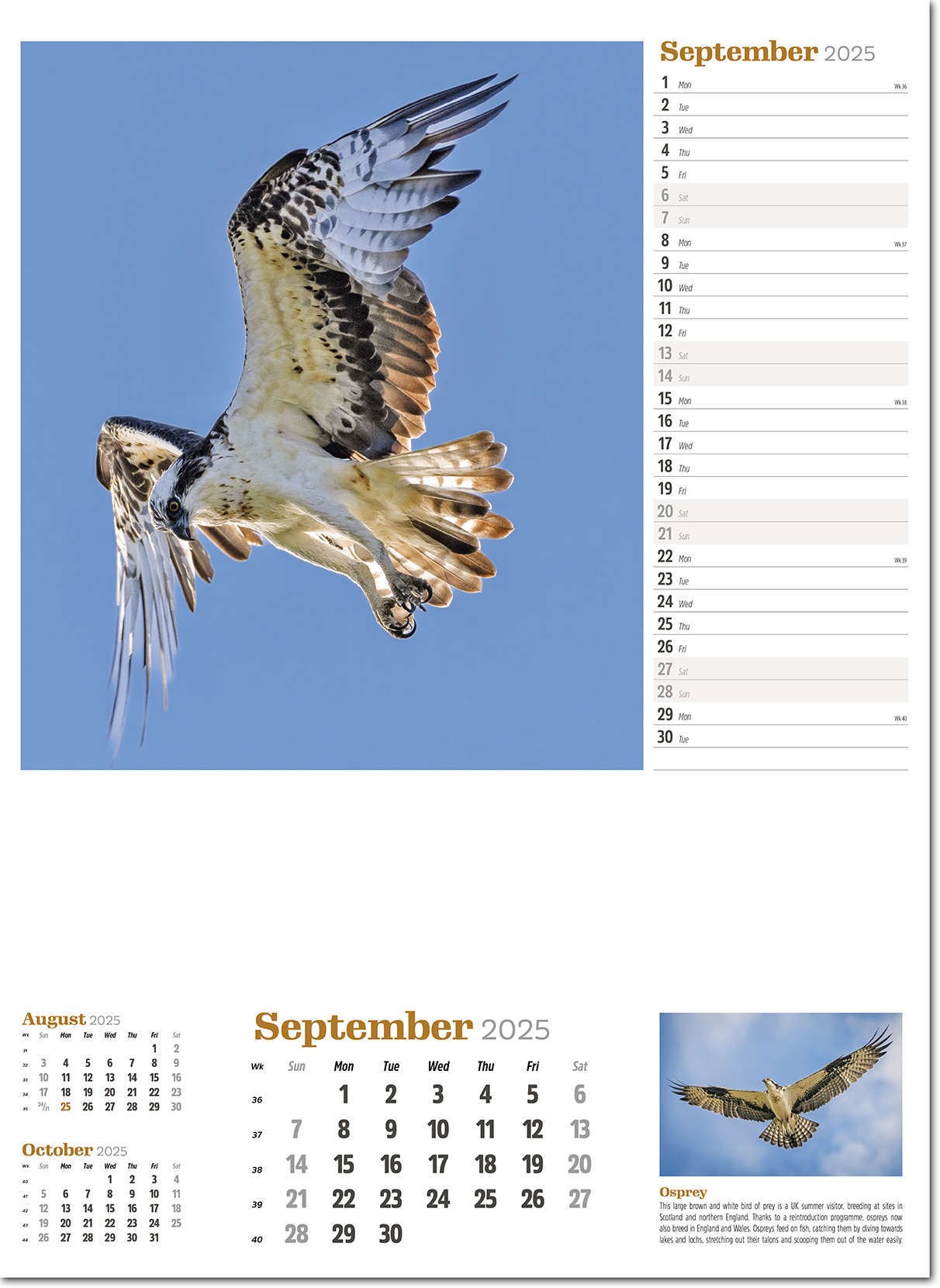 Wildlife in Britain Wall Calendar