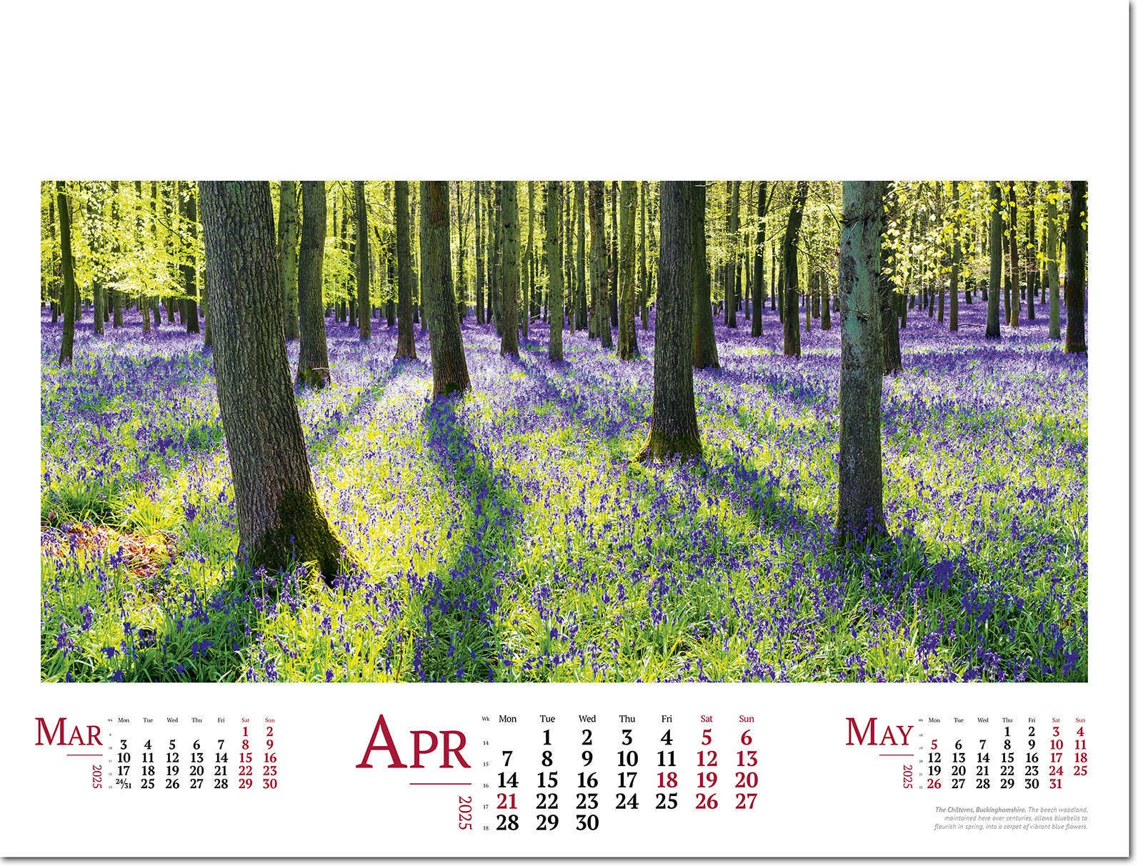 Wild Britain Wall Calendar